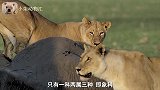 一只落单的小象被狮群攻击，一只母牛看见了直接冲上去一点都不怂