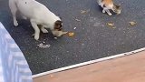 都说猫有九条命，看来是有一定道理的