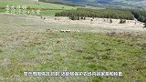 野狼偷羊遭遇牧羊犬，王者见面直接打架，镜头拍下硬核画面！