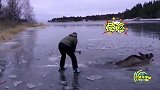 运动员砸冰半小时 只为救落水的麋鹿