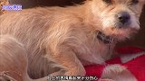 面对死去的同伴，狗狗深情的守护不愿离开，动物之间也有深厚感情