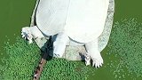 东方巨龟苑，中国最大的乌龟雕塑，真是大千世界无奇不有！