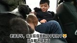 送回老家两个月的土狗怀孕了，60天重了十斤！