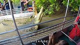 游客为了看鳄鱼吃猪，故意引诱野猪下水，网友：真没人性！