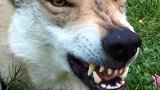 捷克狼犬是真的帅，但是不建议新手养