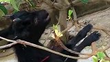 羊：别打扰我，我在吃东西呢！