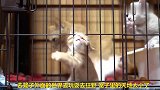 小奶猫奋力逃出笼子，同伴看了很是羡慕，我也要出去