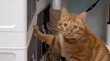 猫咪偷吃被发现，思考怎么来狡辩