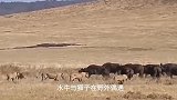狮子进攻水牛失败，错过最佳机会，水牛逃回同伴身边组织反击！