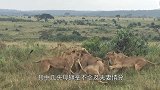 后宫为何大怒？雄狮被6头母狮撕咬，毛都快拔没了！