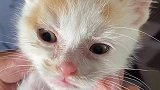 说实话你们能接受流浪猫爬上你们的床么？