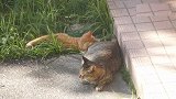 小橘猫一直打扰妈妈午睡，猫妈妈忍不可忍转头就是一顿打