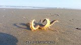 这种虾会将海星“圈养”，把腕足吃掉后，待海星再生后循环食用！