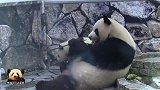 熊猫宝宝把自己变成“邋遢大王”，亲妈看了都嫌弃：走开走开！