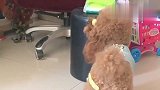 泰迪来米真是太叛逆了，主人越不让它霍霍纸，这家伙越来劲