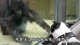 汪星人，今天怎么有空来陪我玩了