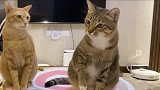 狸花猫：嫉妒让猫面目全非，这个橘猫吃醋了