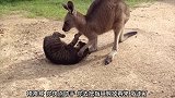 猫咪正在睡午觉，袋鼠则是走过去帮它洗脸