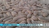 海边发现许多这个让村民垂涎欲滴