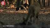 松鼠在树上睡懒觉，不料被巨蜥盯上，镜头记录全过程！