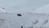 高原棕熊大战藏獒