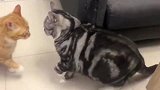 两只猫打架，突然其中一只一个无敌过肩摔，对面傻了