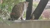 猫咪和小鸟也能和谐相处，大自然的神奇之处