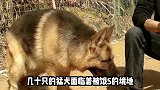 猛犬基地几十只猛犬命悬一线，道路受阻狗粮进不去，救援能否成功