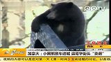小黑熊搭车进城 温哥华街头卖萌