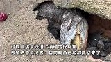 近10只鳄鱼出逃后钻地躲藏，村民当场抡锤砸地：鳄鱼吓到“瑟瑟发抖”