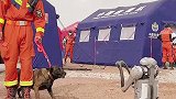 抗震救灾实战化演习现场，机器小狗遇到搜救犬