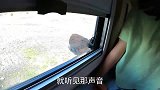 夫妻睡房车，被一大群牦牛围攻了，场面太吓人