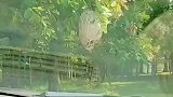 男子将车开到蜂巢下，随后打开雨刮不断拍打