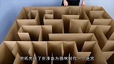 给猫打造迷宫，两只猫咪选择截然相反，难怪被称为液体