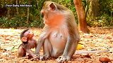 猴子听一听妈妈的说教!