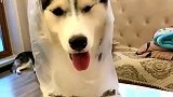 二哈被女主人带是一种怎样的体验?二哈:我心态崩了!