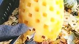 削皮界的高手，在他这里买菠萝一点不浪费，真是让我大开眼界了！