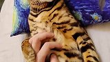 猫大G极致臭脸鉴赏第二部萌宠出道计划 孟加拉豹猫