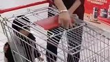 带着女儿来超市，第一次知道，原来推车是这样打开的