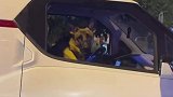 和坐副驾驶位置狗狗搭讪