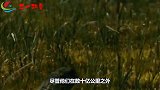 如果地球是太阳系中唯一的行星，那么地球和人类的命运将会怎样？