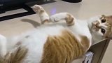 呆萌猫咪：麻烦帮我按下暂停，谢谢！
