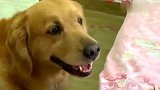金毛用眼神疯狂暗示，女主却假装糊涂，这演技真是棒