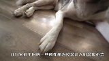 雪橇犬哈士奇能在冰块里待多久？国外小伙现场实验，结局太意外了