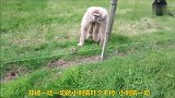 猴子见到刺猬，惊慌失措的样子，太搞笑了