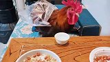 女子和家里的公鸡对饮