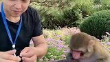 猴子抢着吃西瓜