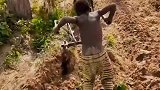 非洲小勇士用巨牛耕出黄金稻田