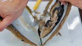 为什么河蚌能产出珍珠？它是怎么做到的！