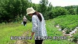 路边野草成了宝，老妈采回一堆坐小院里撸，这种植物你们认识吗？